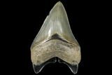 Serrated, Fossil Megalodon Tooth - Nice Tip #134269-2